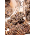 Auto Blackberry Kush (Dutch Passion)