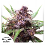 Auto Blackberry Kush (Dutch Passion)