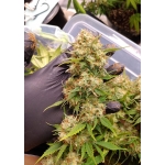 Auto Blueberry (Dutch Passion)