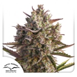 Auto Blueberry (Dutch Passion)