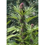Frisian Dew Feminized 5 seeds (Dutch Passion)