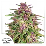 Frisian Dew Feminized 5 seeds (Dutch Passion)