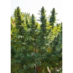 Hollands Hope Feminized 5 seeds (Dutch Passion)