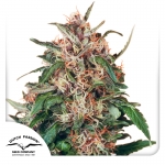 Hollands Hope Feminized 5 seeds (Dutch Passion)