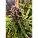 Strawberry Cough Feminized (Dutch Passion)