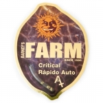 Critical Rapido Automatic (Barney's Farm)