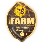 Morning Glory Feminized (Barney's Farm)