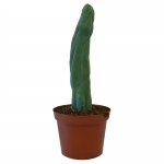 Trichocereus Bridgesii Monstruosus