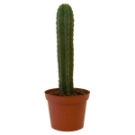 Trichocereus Pachanoi