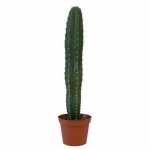 Trichocereus Peruvianus