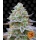 Gorilla Zkittlez Feminized (Barney's Farm)