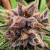 Strawberry Cough Feminized (Dutch Passion)