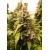 Auto Critical Orange Punch 7 seeds (Dutch Passion)