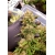 Auto Blueberry (Dutch Passion)
