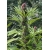 Frisian Dew Feminized 5 seeds (Dutch Passion)