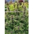 Frisian Dew Feminized 5 seeds (Dutch Passion)