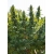 Hollands Hope Feminized 5 seeds (Dutch Passion)
