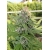 Hollands Hope Feminized 5 seeds (Dutch Passion)