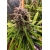 Strawberry Cough Feminized (Dutch Passion)