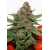 Strawberry Cough Feminized (Dutch Passion)