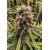 Strawberry Cough Feminized (Dutch Passion)