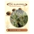Shamanic Haze Feminised (De Sjamaan Cannabis Seeds) 5 seeds