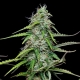 Royal Gorilla Automatic (Royal Queen Seeds)