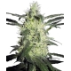 Silver Haze Feminized (Sensi Seeds)