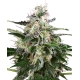 White Skunk Automatic (White Label Seeds)