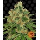 CBD Caramel Regular 10 seeds (Barneys Farm)
