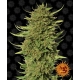 Critical Kush Regular 10 seeds (Barneys Farm)