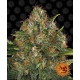 G13 Haze Regular 10 seeds (Barneys Farm)