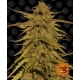 Pineapple Haze Regular 10 seeds (Barneys Farm)