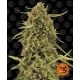 Widow Remedy Regular 10 seeds (Barneys Farm)