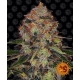 Shiskaberry Feminized (Barney's Farm)