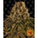 Strawberry Lemonade Feminized (Barney's Farm)