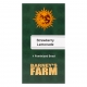 Strawberry Lemonade Feminized (Barney's Farm)