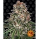 Tropicanna Banana Feminized (Barney's Farm)