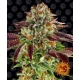 Biscotti Mintz Feminized (Barney's Farm)