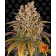 Lemon Tree Feminized (Barney's Farm)