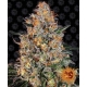 Bubba Kush Feminized 1 seed (Barney's Farm)
