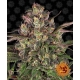 Peyote Critical 1 seed (Barney's Farm)