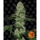 Glue Gelato Auto (Barney's Farm)