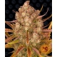 Dos Si Dos Auto (Barney's Farm)