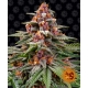 Runtz Auto 1 seed (Barney's Farm)