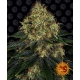 Skywalker OG Auto 1 seed (Barney's Farm)
