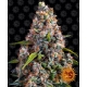 Strawberry Cheesecake Auto 1 seed (Barney's Farm)