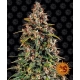 Watermelon Zkittlez Auto 1 seed (Barney's Farm)