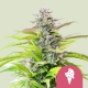 Cookies Gelato Feminized 3 seeds (Royal Queen Seeds)