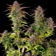 Cookies Gelato Feminized 3 seeds (Royal Queen Seeds)